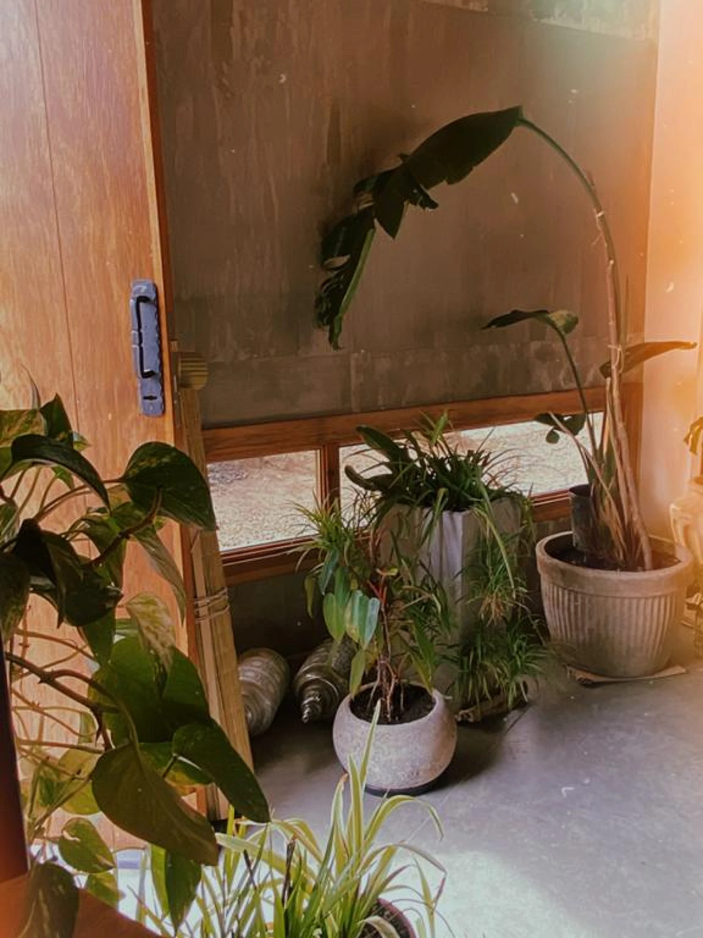 Foto de una casa en Bialet Massé construída con el sistema de Steel Framing por Vértice Construcciones en la que se observa en primer plano el ingreso principal de la casa con la puerta principal de madera lisa, detrás de la cual hay una ventana alargada con abertura de madera; el piso es de hormigón alisado color gris plomo, el techo de madera y hay varias macetas de hormigón con plantas de clima seco
